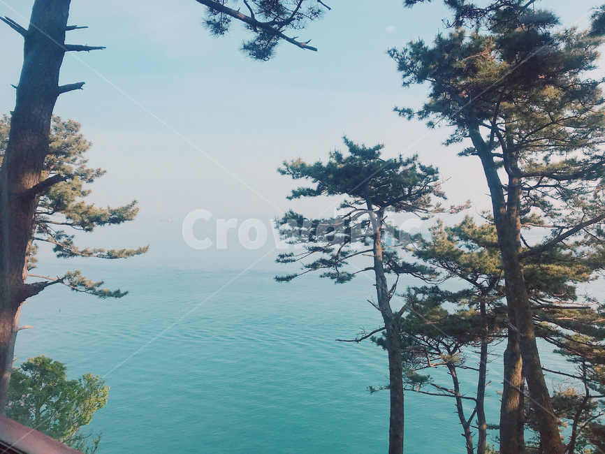 tree,나무,바다,부산,전망대,감성,힐링,푸른,하늘,밝은,자연풍경,busan,sea,ocean,여름