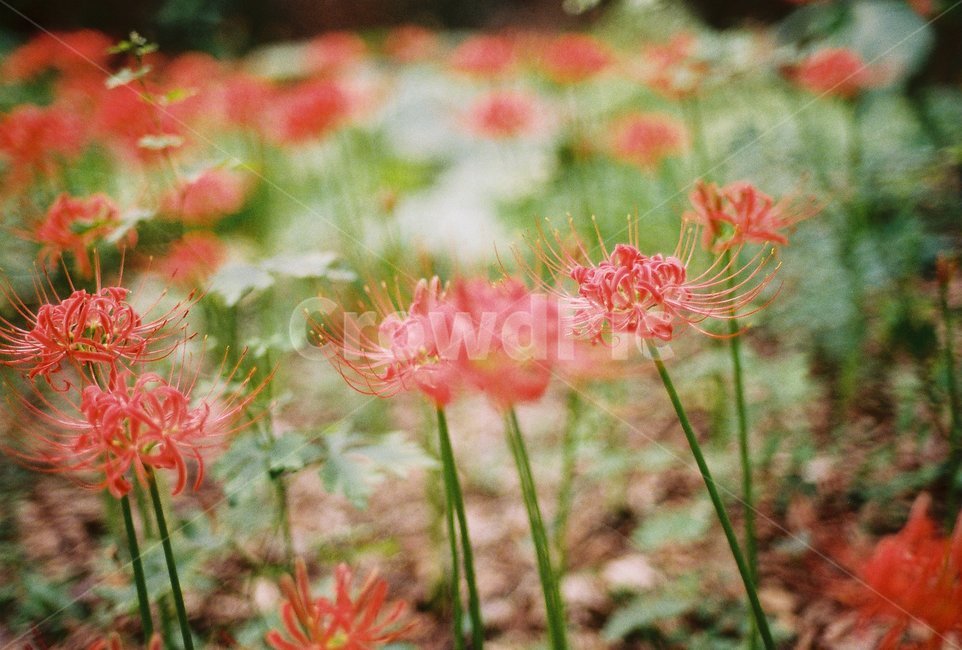 꽃,꽃무릇,사찰,절,필름,film,불교,temple,nature,flower,감성