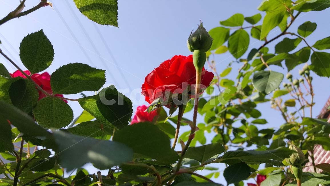 장미,빨간장미,빨강,하늘,꽃,식물,자연,꽃봉오리,장미잎,잎,초록,색,파랑,로우앵글,아름다움,5월,5월달,5월14일,로즈데이