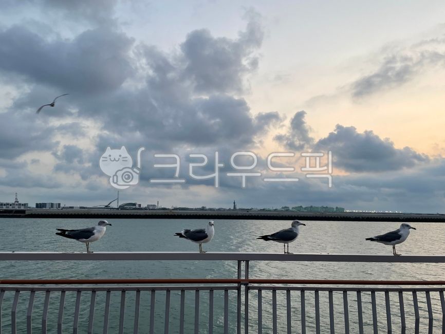 갈매기,인천,바다,재미,난간,산책로,하늘,새,동물,자연