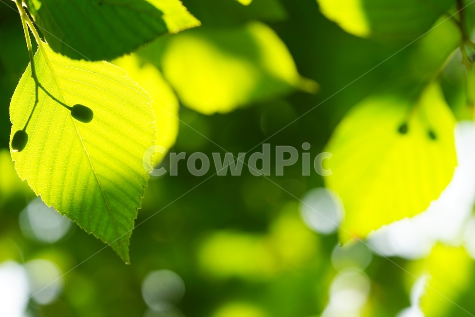 팥배나무,팥배나무열매,토종나무,산배나무,나무,아침햇살,식물,자연,plants,nature,과일,열매,fruit