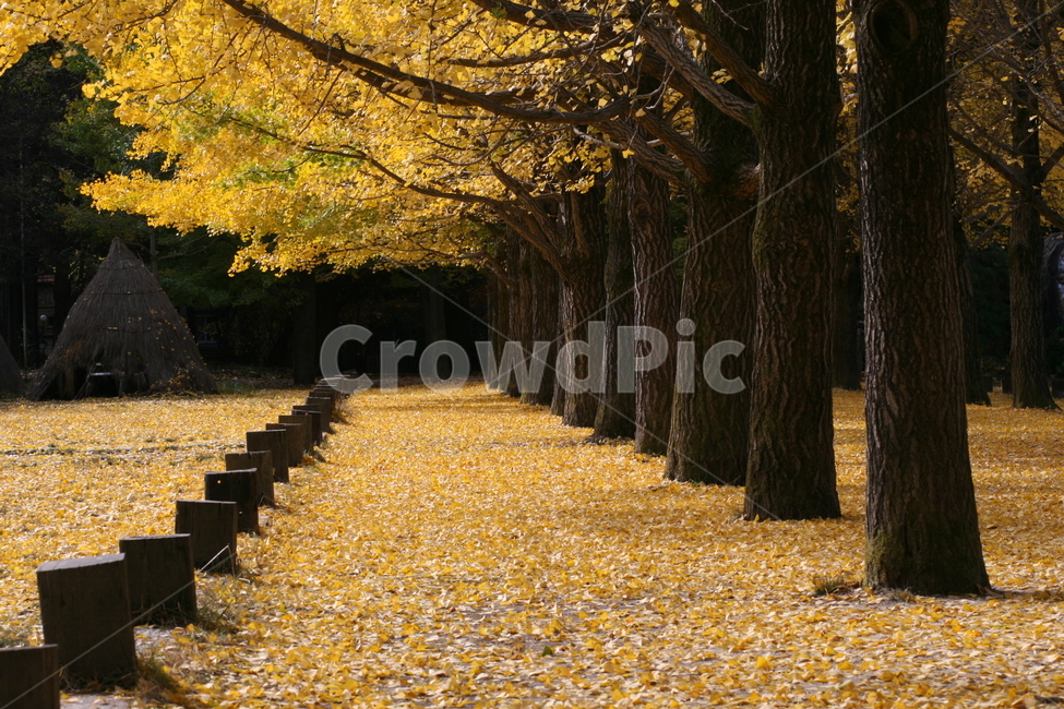 tree,나무,plant,식물,단풍,가을,계절,fall,autumn,season,자연,풍경,nature,landscape,tree trunk,나무 줄기