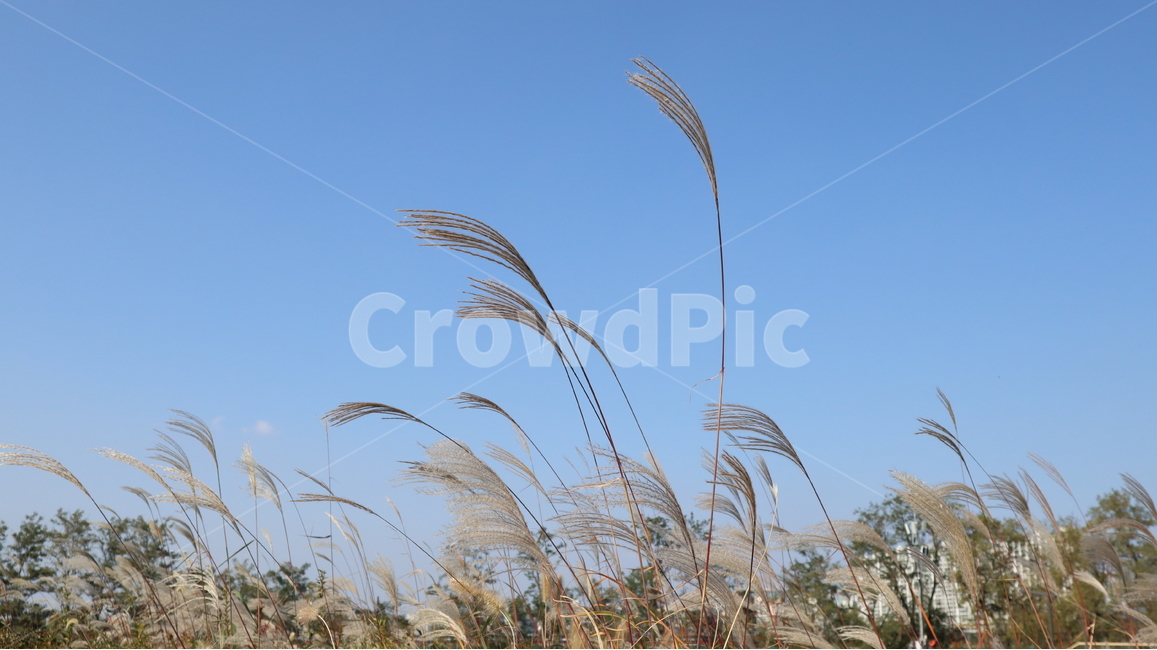 가을,억새,갈대,잔디,식물,grass,갈색,brown,자연,하늘,그리워하다,바람,reed,가을,계절,fall,autumn,season,plant,lawn