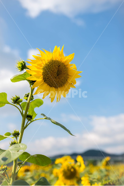 해바라기,sunflower,꽃,꽃밭,노랑,노란색,yellow,green,초록색,하늘,구름,cloud,sky,blue,하늘색,초록,여름,summer