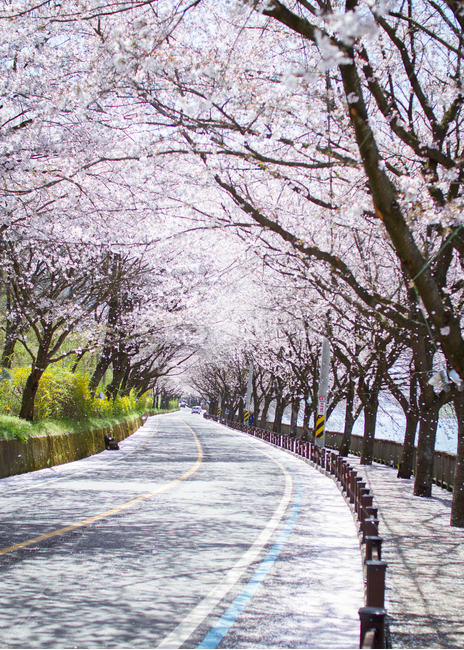 봄,벚꽃길,벚꽃터널,구례,봄나들이,드라이브,봄소풍,꽃구경,봄날,cherryblossom,spring,관광,꽃,꽃나무,벚꽃,꽃잎,벚꽃잎,벚꽃날림,봄,계절,spring,season,자연,풍경,nature,landscape,교통,교통수단,traffic,transportation,plant,식물,blossom,flower