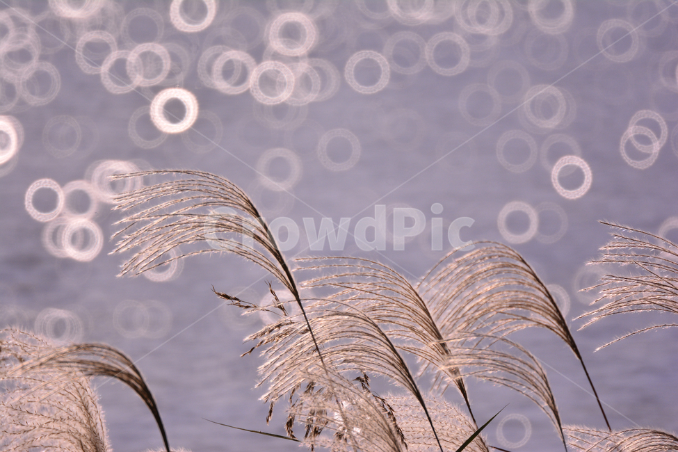 가을,가을배경,억새,보케,빛망울,플레어,들꽃,들풀,가을분위기,가을서정,가을감성,잡초,plant,flowers,background,season,식물,autumn,fall,feeling,sensible,emotional,10월,11월,풍경,배경,바탕,백그라운드,물,워터,water,반사,원형,바람결,bokeh,가을,계절,fall,autumn,season,식물,자연,plants,nature,grass,잔디,lawn,reed,갈대