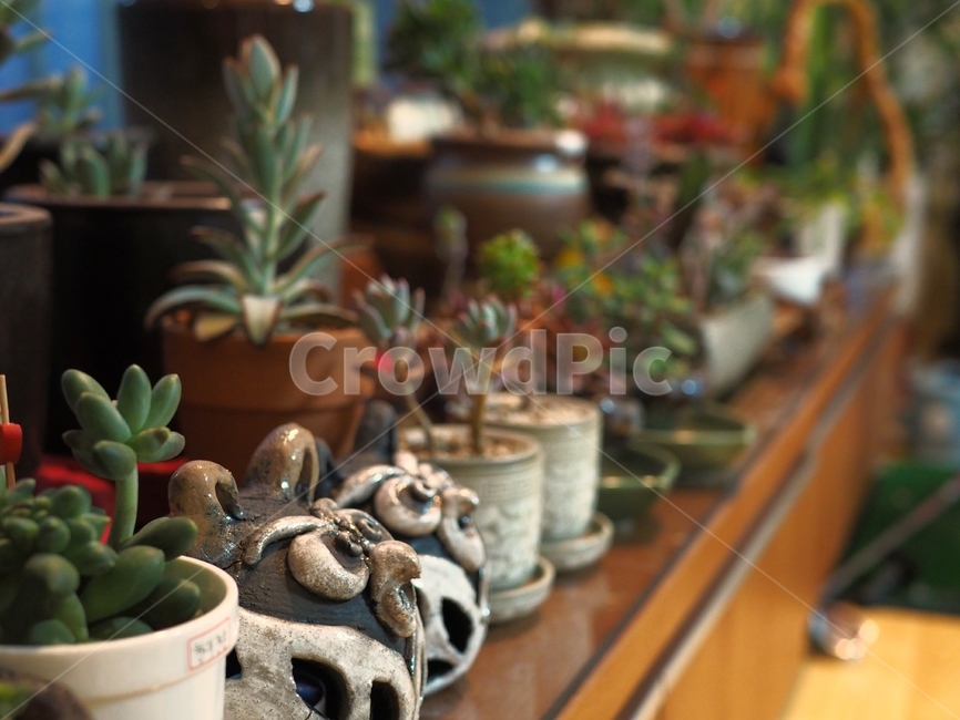 다육이,화단,작은화단,미니화단,식물,식물,자연,plants,nature,실내용화초,화분,화초,house plant