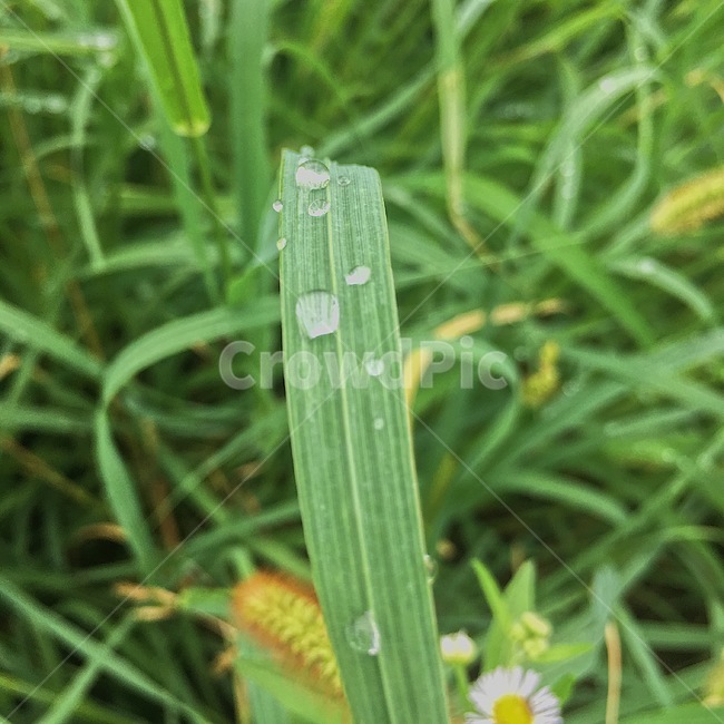 plant,식물,풀잎,이슬,풀숲