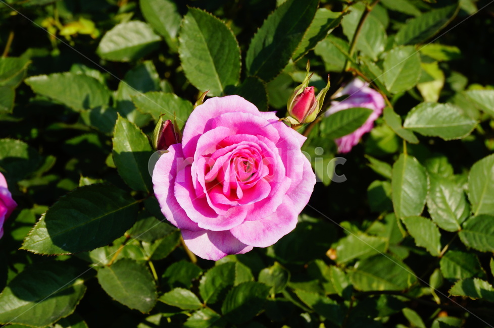 꽃,장미,핑크,분홍꽃,풍경,감성이미지,식물,자연,plants,nature,꽃,flower