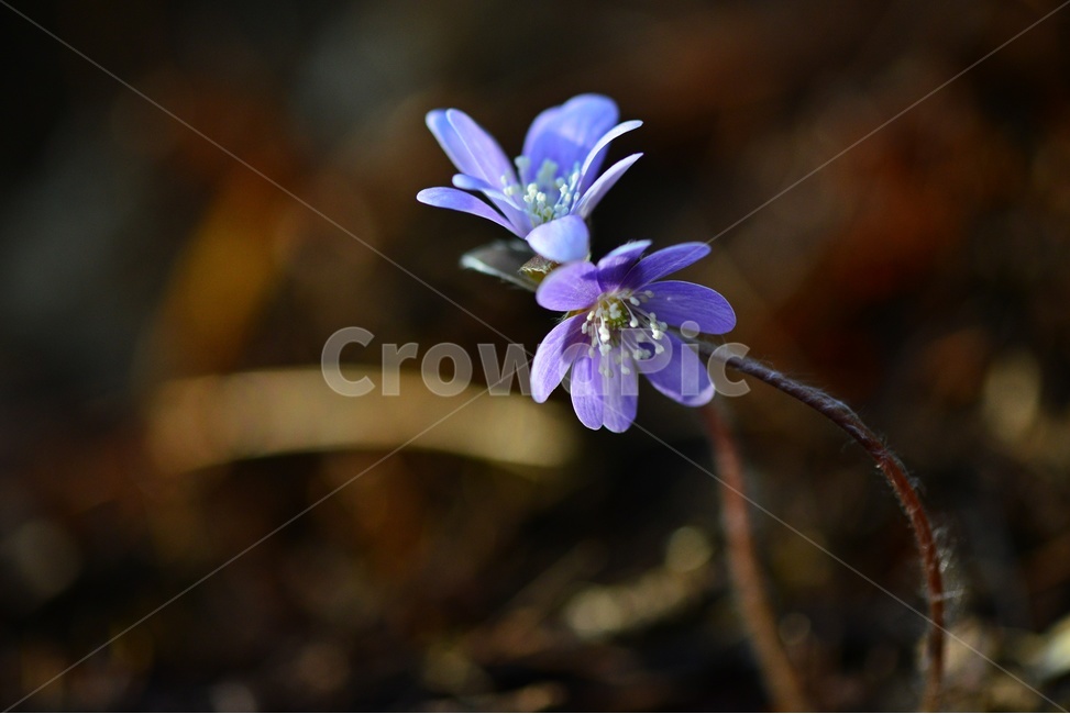 flower,blossom,꽃,plant,식물,노루귀,분홍노루귀,솜털,빛,식물,자연,plants,nature,꽃,flower