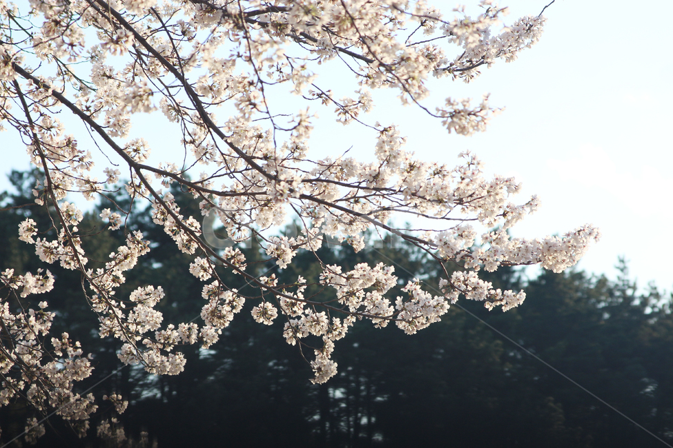 자연,풍경,봄,꽃,벚꽃,야외,봄,계절,spring,season,식물,자연,plants,nature,꽃,flower,plant,blossom