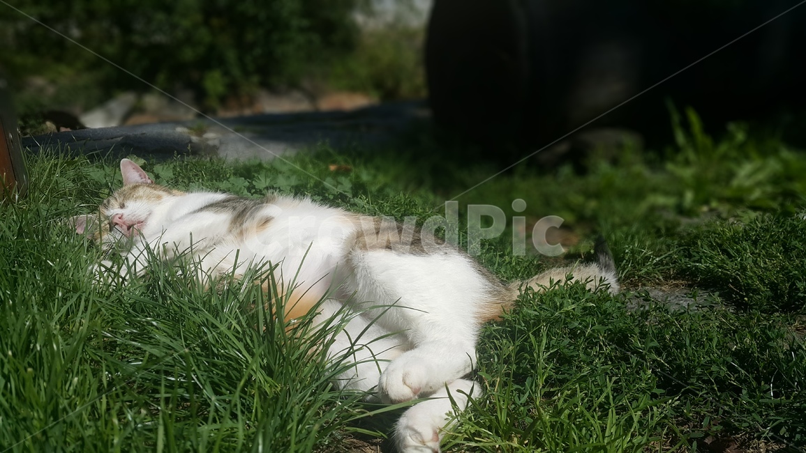 고양이,동물,잠,꿈,낮잠,동물,animal,포유류,mammal,고양이,cat,kitten,kitty