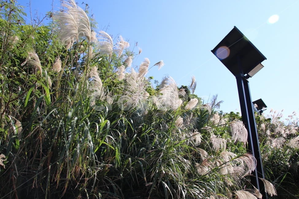 햇빛,자연,맑음,푸른,바람,자연,풍경,nature,landscape,식물,plants,plant
