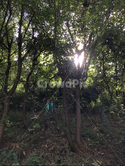 light,빛,flare,플레어,햇빛,sunlight,자연,nature,풀,나무,숲,forest,plant,식물,나무,trees,wood