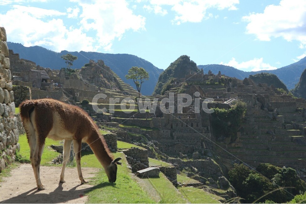 라마,마추픽추,페루,마추픽츄,미스터리,자연,풍경,nature,landscape,랜드마크,landmark,tourist attraction,해외,외국,세계,foreign,oversea,world,세계자연풍경,해외자연풍경,외국자연풍경,world nature landscape,세계랜드마크,해외랜드마크,외국랜드마크,world landmark,world tourist attraction,동물,animal,포유류,mammal