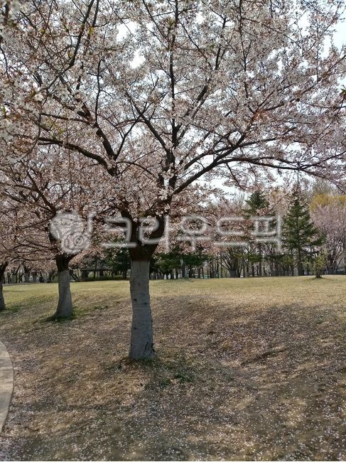 벚꽃,꽃,식물,봄,봄꽃,cherryblossom,flower,blossom,plant,spring