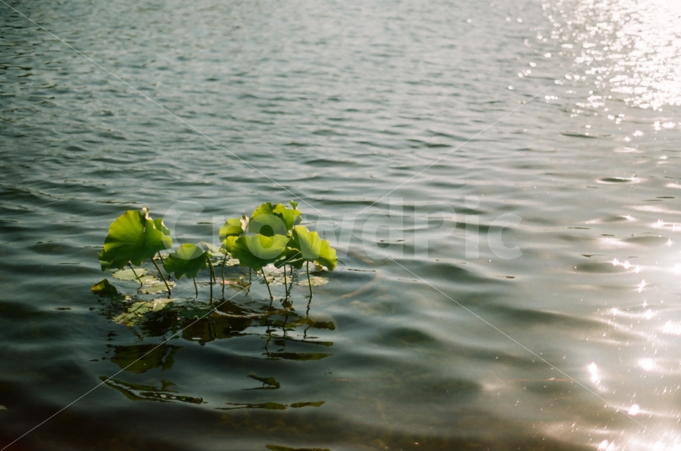 자연,물,강,햇빛,식물,여름,잔잔,공원,식물,자연,plants,nature
