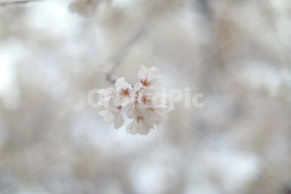 벚꽃,하얀꽃,접사,cherryblossoms,white,flower,macro,봄,계절,spring,season,식물,자연,plants,nature,꽃,flower,감성,sensible,feeling,plant