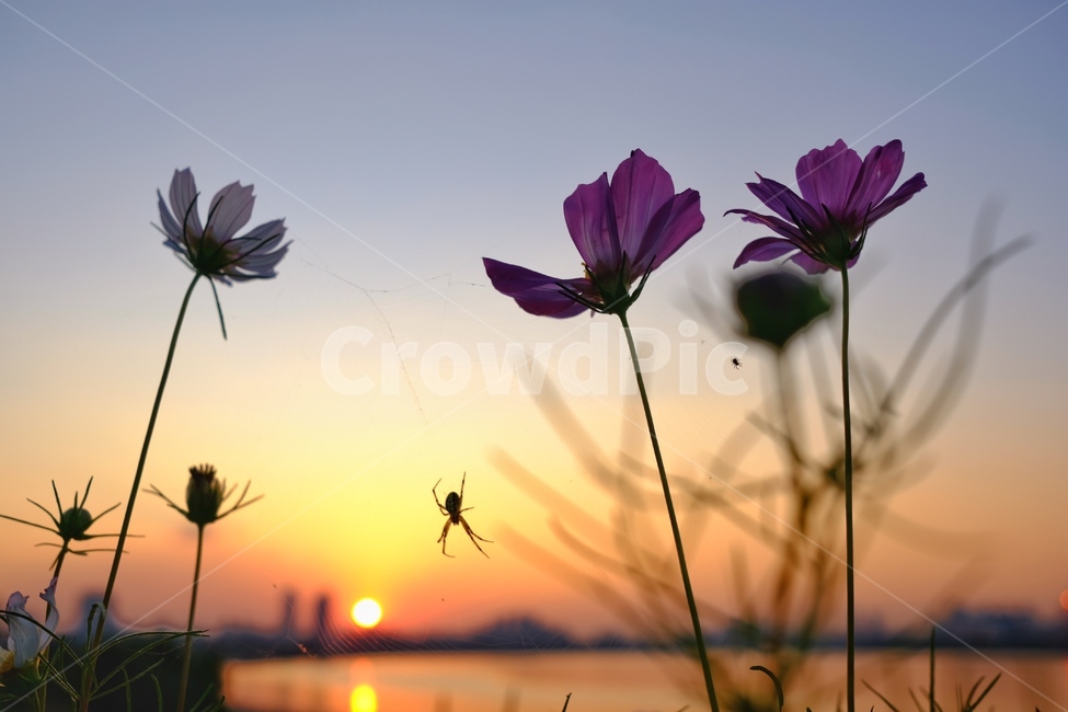 코스모스,꽃,거미,석양,한강,가을,계절,fall,autumn,season,식물,자연,plants,nature,꽃,flower,동물,animal,곤충,벌레,insect,bug