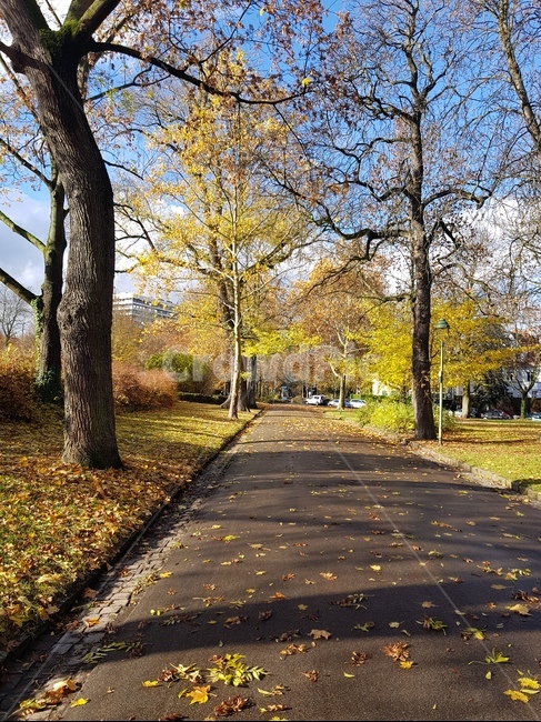 가을,단풍,공원,산책로,낙엽,가을,계절,fall,autumn,season,path,통로,tree,나무,plant,식물,tree trunk,나무 줄기