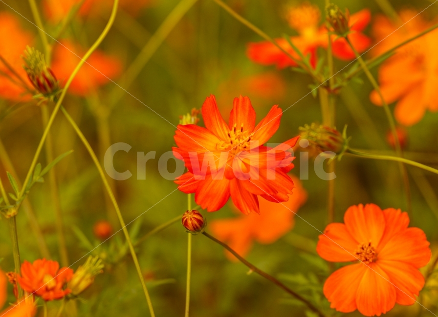 가을,꽃,코스모스,자연,감성,flower,가을,계절,fall,autumn,season,식물,자연,plants,nature,꽃,flower,감성,sensible,feeling,색깔,색상,색채,색감,color sense,color sensitivity,feeling of color,blossom,geranium,제라늄,plant