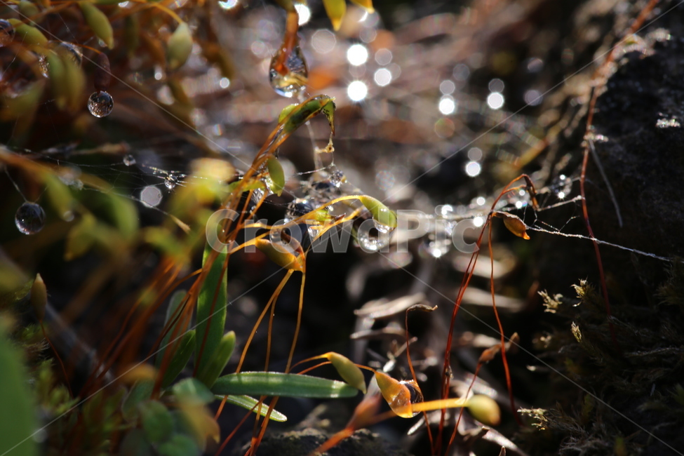 nature,자연,outdoors,옥외,물방울