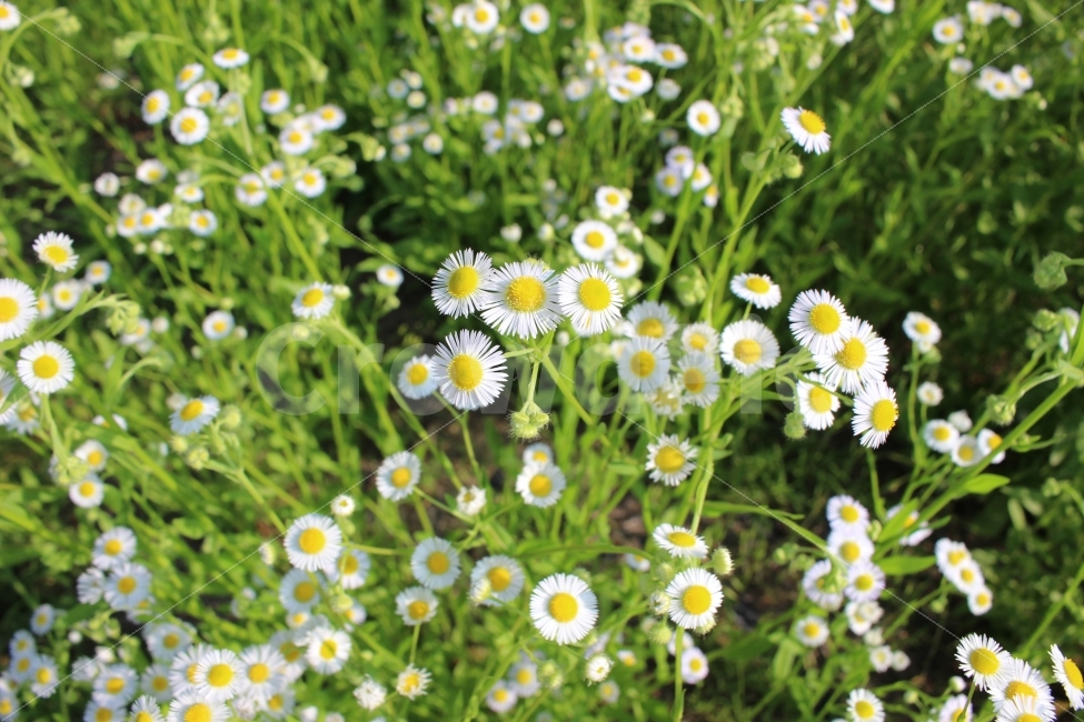 정원,가을,식물,꽃,야생화,색감,시골,식물,자연,plants,nature,꽃,flower