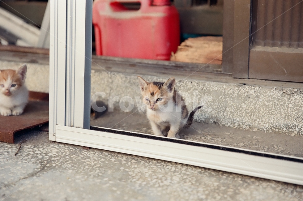 귀여움,야옹,반려동물,cats,mammals,animals,cute,meow,pets,mammal,포유류,cat,고양이,pet,abyssinian,동물,animal,아비시니안,manx,고양이새끼,kitten,동물,animal,포유류,mammal,고양이,cat,kitten,kitty