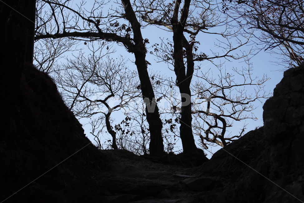 나무,그림자,식물,plant,wood,식물,자연,plants,nature,나무,trees,wood,실루엣,그림자,silhouette,shadow