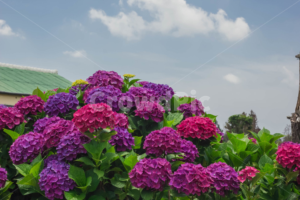 수국,수국꽃,flower,hydrangea,풍경,보라수국,꽃