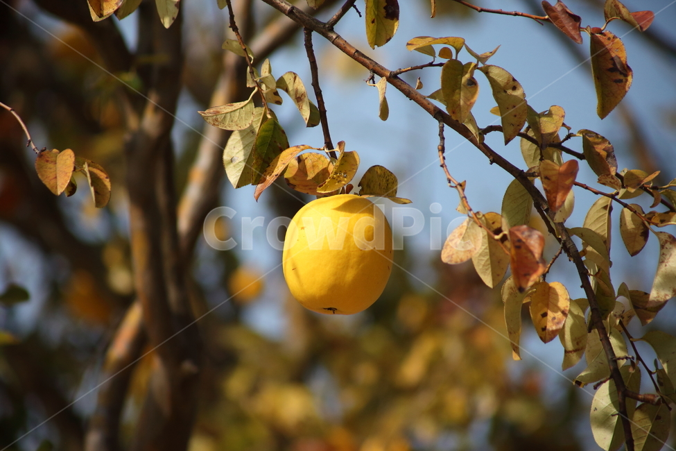 Quince,quince tree,Fruit,medicinal plants,chinesequince