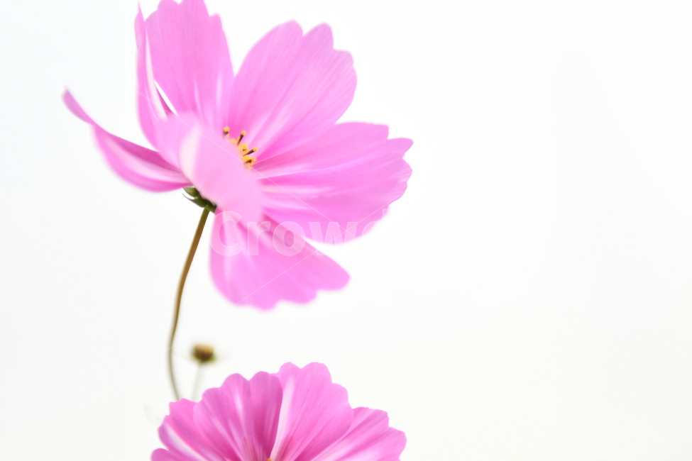 wallpaper,wind flower,autumn,Cosmos,flower,wind