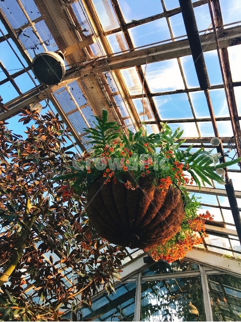 화원,온실,꽃,공중꽃,유리온실,실내용화초,화분,화초,house plant