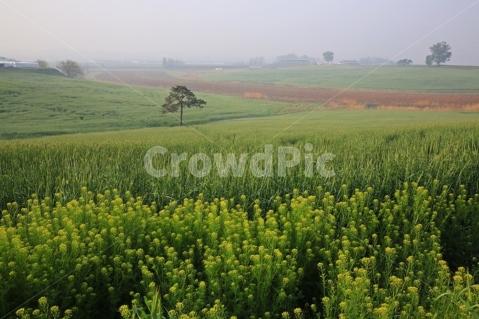 경기,안성,팜랜드,안성팜랜드,농사,농업,경작,rural,농촌,farm,농장,meadow,field,들,outdoors,옥외,grassland,목초지,nature,자연,plant,식물