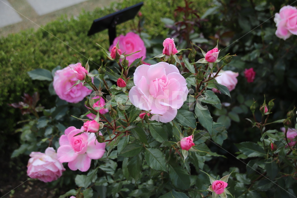 장미꽃,장미,꽃,자연,풍경,이곡장미공원,식물,자연,plants,nature,꽃,flower