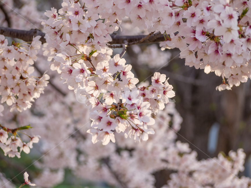 cherryblossom,벚꽃,flower,꽃,plant,식물