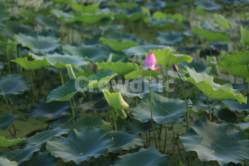 연꽃,친환경,자연,green,분홍,연잎,두물머리,양수리,식물,자연,plants,nature,꽃,flower