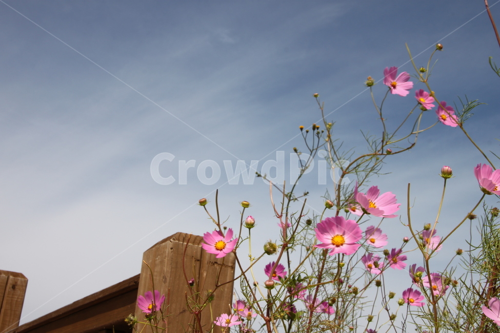 코스모스,가을,식물,plant,geranium,제라늄,blossom,꽃,꽃잎