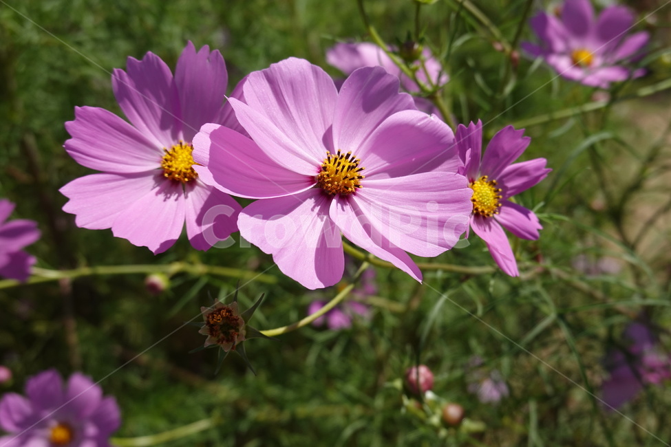 꽃축제,가을꽃,배경화면,자연,flower,autumn,nature,꽃밭,코스모스,가을,계절,fall,autumn,season,식물,자연,plants,nature,꽃,flower,plant