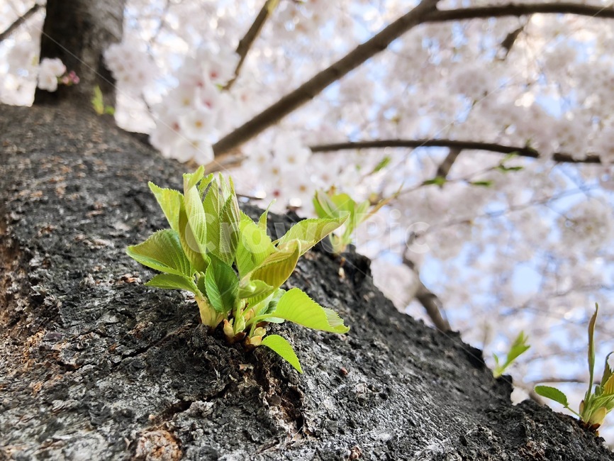 새싹,봄,잎새,생명,초록,초록색,따뜻함,맑음,화창함,식물,자연,plants,nature