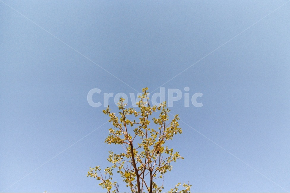 색감,감성사진,자연,나무,하늘,봄,푸른,청량,spring,summer,여름,tree,sky,blue