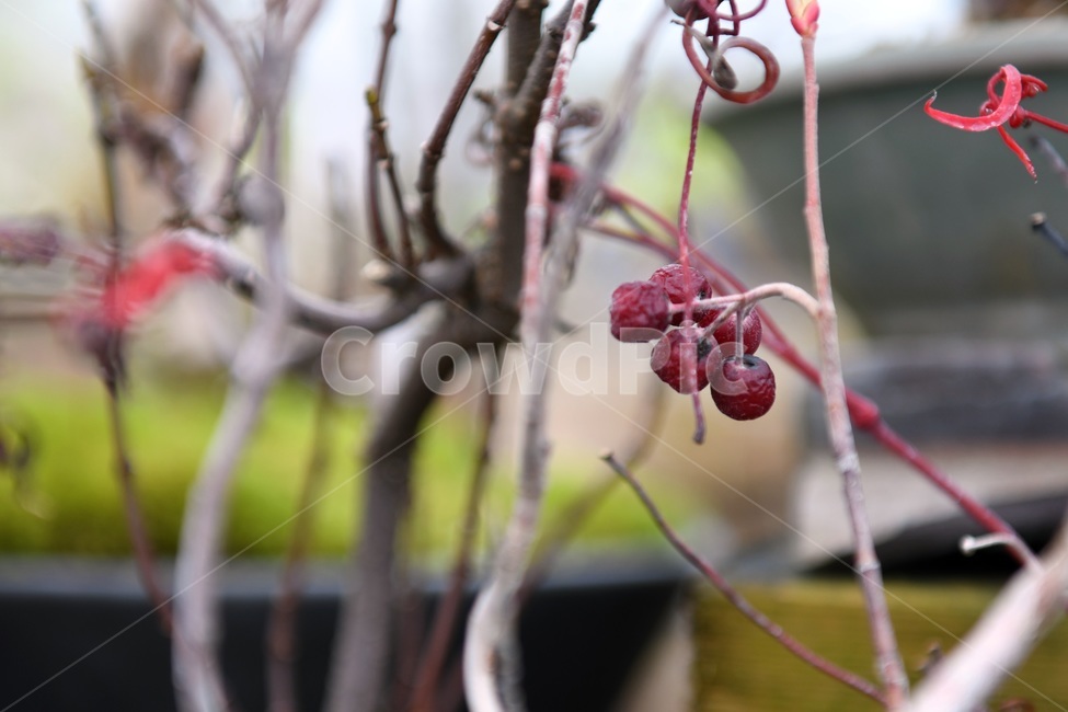 식물,꽃,감성사진,자연,flower,꽃사진,봄,봄꽃,계절,감성,4월,spring,힐링,자연풍경,풍경,식물,자연,plants,nature,과일,열매,fruit