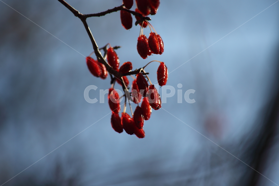 가을,열매,종자,식물,seed,식물,자연,plants,nature,과일,열매,fruit
