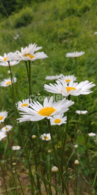 데이지,꽃,들풀,들국화,녹색,하얀꽃,노란꽃,계란꽃,flower,white,yellow,식물,자연,plants,nature,꽃,flower