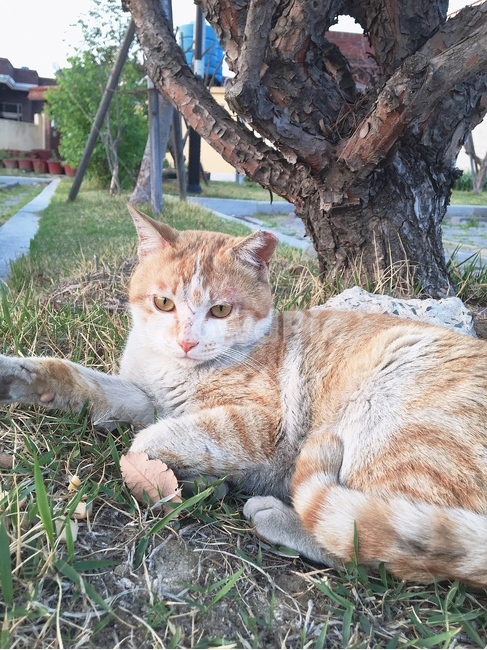 고양이,길고양이,길냥이,뒷모습,앞모습,근엄,진지,동물,animal,포유류,mammal,고양이,cat,kitten,kitty