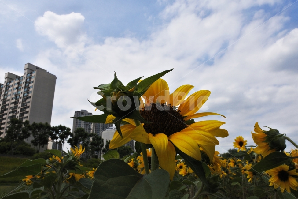 해바라기,꽃,하늘,도심,여름,식물,자연,plants,nature,꽃,flower