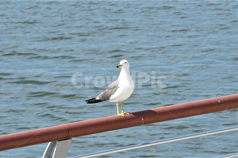 갈매기,도요목,commongull,새,조류,물새류,gull,괭이갈매기