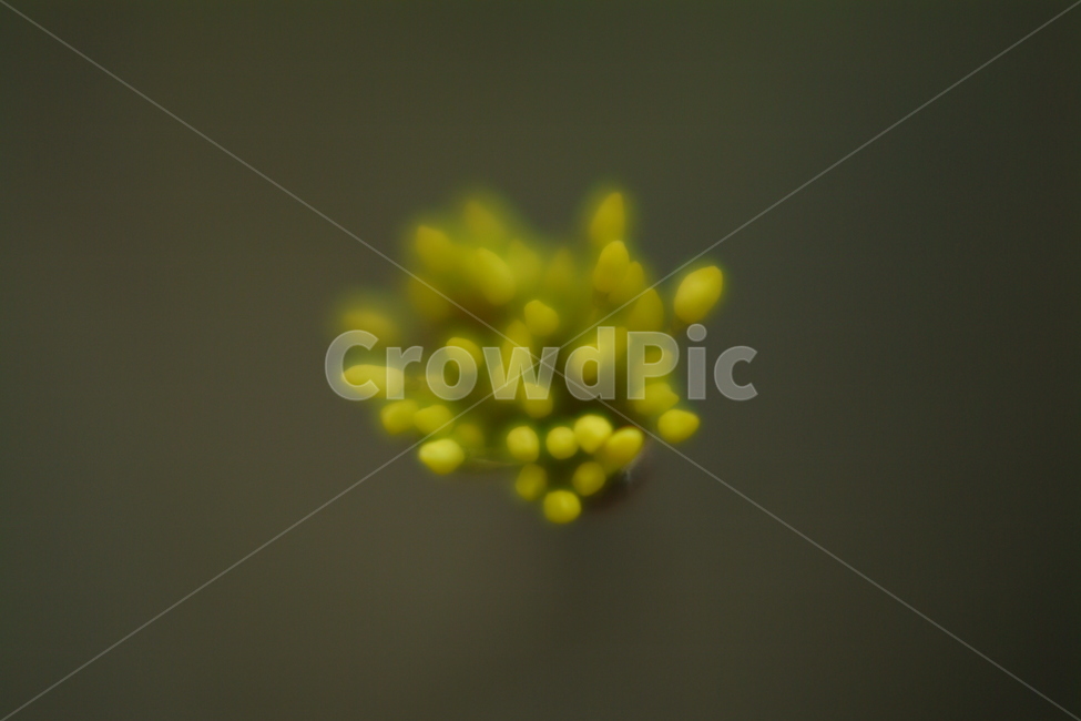 plant,식물,접사,봉우리,blossom,꽃봉우리,식물,자연,plants,nature,꽃,flower