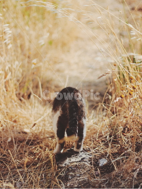 고양이,뒷모습,공원,cat,back,갈대,풀숲,grass,귀여운,동물,동물,animal,포유류,mammal,고양이,cat,kitten,kitty