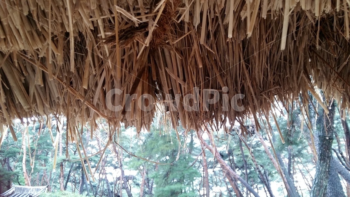 thatch,eaves,thatched house,Thatched roof eaves,eaves of the house
